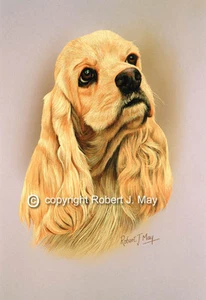 American Cocker Spaniel Druck von Robert J. Mai  - Bild 1 von 1