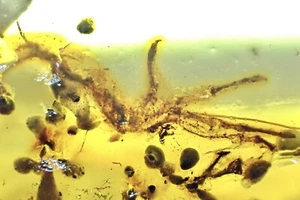 🦎DETAILED ENTIRE LIZARD ARM, CLAW & SKIN (EXTREMELY RARE) Burmite Amber Fossil - Picture 1 of 9