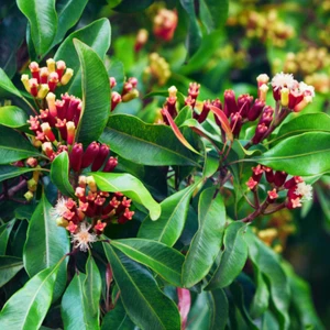 BeauFlora Nelke Gewürzpflanze (Syzygium aromaticum, Sämling) 2 wurzelnackte Pflanzen - Bild 1 von 5