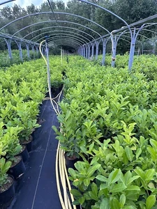 X50 Cherry Laurel Hedging Plants 2-3ft Evergreen Prunus Rotundifolia in 3L Pots - Picture 1 of 1