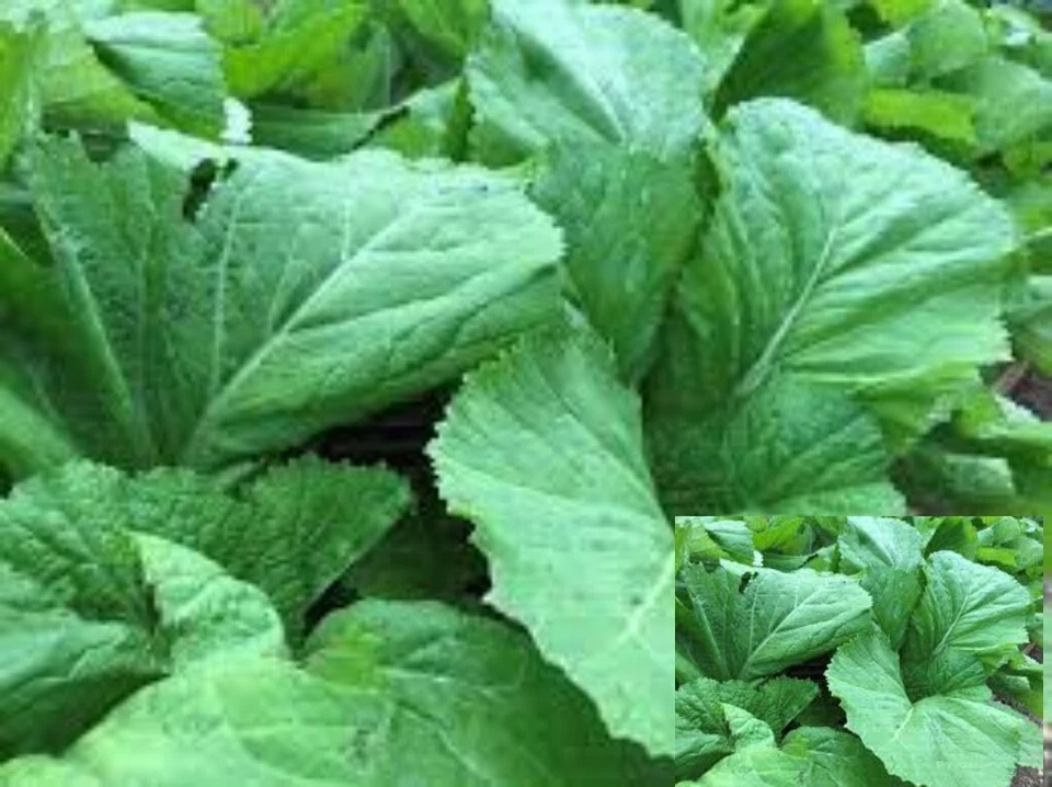 Florida Broadleaf Mustard Green seeds Vegetable - 3000 seeds - Image 1 of 1