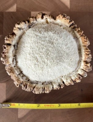 GIANT 4” A-GRADE ELK ANTLER BURR Crafting or Dog Chew (READ DESCRIPTION) - Image 1 of 3