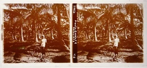 Poulo Condor.Les Cocotiers.Bagne.Vietnam.Cochinchine.Vue stereo sur verre 6x13. - Picture 1 of 1