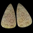 41.50Cts.100%Natural Fossil Coral Pear Matched Pair Cab 17x30x4mm Loose Gemstone