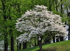 Flowering Dogwood Tree- Live Bare Root Plant - Picture 1 of 7