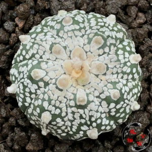3-4cm cactus Succulent Plant Astrophytum asterias Home Garden Bonsai plants - Picture 1 of 12