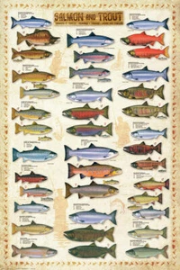 Póster educativo gráfico de pared de salmón y trucha 24x36 - Imagen 1 de 1