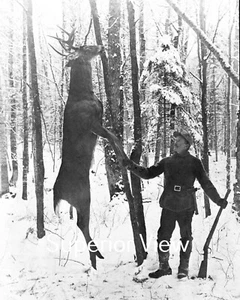 Antiguo ciervo caza Big Buck colgado en árbol cazador y pistola de colección gran pose - Imagen 1 de 1
