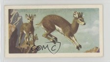 1962 Brooke Bond African Wild Life Tea Klipspringer #42 0y5
