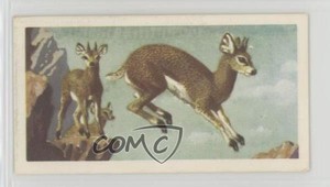 1962 Brooke Bond African Wild Life Tea Klipspringer #42 0y5