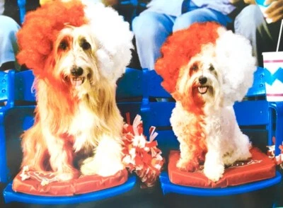 TARJETA DE ANIVERSARIO "¡My Better Half!" AVANTI Superfan Sports Dogs at Game Foto 1 de 2