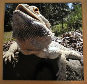 Bearded Dragon 18" x 18" Glossy Photo Print Mounted onto Poster Board: See Below - Picture 1 of 1