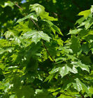 Krasnolud Spiczasty klon Nowsch 60-80cm - Acer platanoides