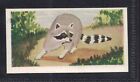RACOON - 65 + Carte Commerciale Anglaise #41