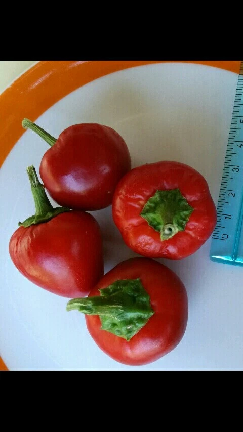 90 Semi Peperoncino calabrese peperone Tondo Piccante da ripieno - Immagine 1 di 1