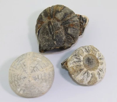 Seeigel, Galerites sp., Cidaris, Kreide, Geschiebe, Süssau, Deutschland -m241 - Bild 1 von 4