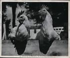 1949 Press Photo Wingless chicken at National Farm Show in Des Moines Ia