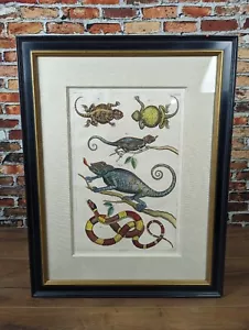 1700 Seba - Serpenti e camaleonti dipinti a mano curiosità incorniciate - Foto 1 di 12