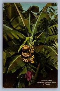 Postcard Vintage Banana Tree Bud And Fruit Florida Nature Farming Agriculture - Picture 1 of 2