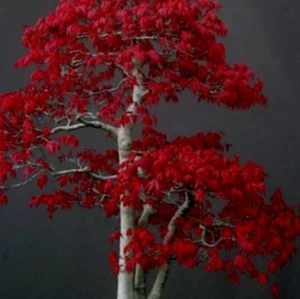 5 Semillas seed graine semi☘️ARCE ROJO☘️ideal bonsais yamadoris - Imagen 1 de 1