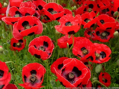 200 Samen Marienkäfer-Mohn Papaver commutatum Ladybird Zwerg-Mohn Bauerngarten - Bild 1 von 3