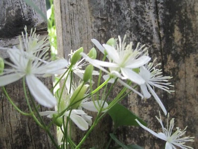 7+ Esquejes Clematis Paniculata Dulce Otoño Clematis Vid Fragante+ Instrucciones Foto 1 de 4