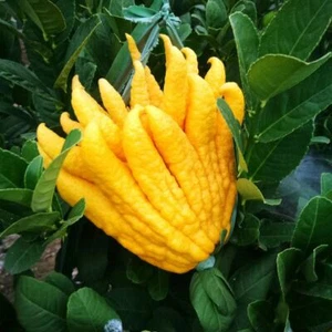 1 Pack 50 Citrus medica 'Fingered' Seeds Buddhas Hand Citrus Heirloom Organic - Picture 1 of 9