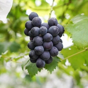 Japanese Summer Black Grape Plant - Bare Root - Picture 1 of 7