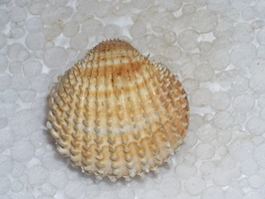 ACANTHOCARDIA DESHAYESI SPECIAL CHOCO - Picture 1 of 2