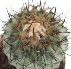 Copiapoa columna-alba X Copiapoa goldii - FINALLY AVAILABLE NO CRESTED - Picture 1 of 6