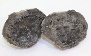 Krabbe, Coeloma taunicum, Tertiär, Oligozän, Tagebau Espenhain, Deutschland-i153 - Picture 1 of 5