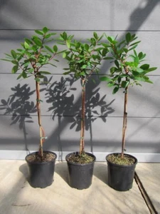 Arbutus unedo - Mini-Stamm - Erdbeerbaum - winterharte Pflanze 60-80cm - Bild 1 von 4