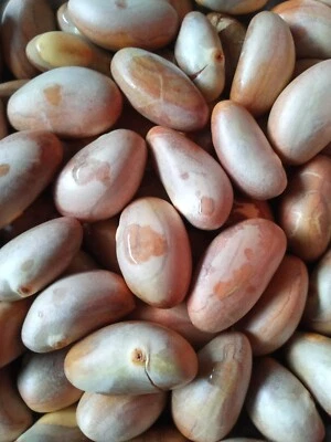 20 SEMILLAS DE JACKFRUIT 100% ORGÁNICAS Semillas Frescas Raras de Ceilán Envío Gratis Foto 1 de 4