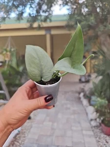 Scindapsus Platinum Java Silver Hero Rooted Live Plant 2,5" Pot NO CUTTING - Picture 1 of 6
