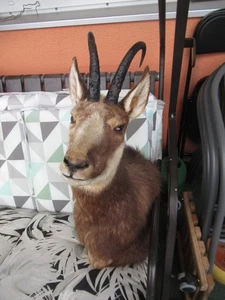 Gams Präparat Schulterpräparat - Bild 1 von 3