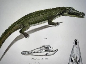 1833 H.R. Schinz (b1777) Crocodile - Handcoloured stone lithograph - Reptile - Bild 1 von 3