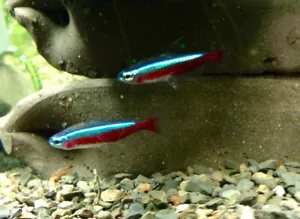 (6) Cardinal Tetra Live Freshwater Aquarium Fish - Picture 1 of 1