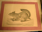 1850'S Usprr Engraving Of Squirrel