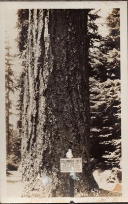 Columbus Tree Redwood Trunk Northwest Giant Vintage Real Photo Postcard - Image 1 of 3