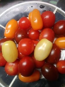 Rainbow Mix of Cherry & Grape Heirloom Tomatoes 20 Organic seeds