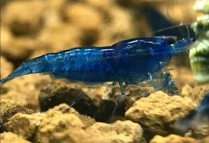 Lotto 10+1 Omaggio Neocaridine Blu Dream/acquario/caridine/gamberetti - Foto 1 di 8