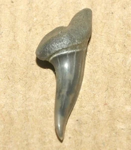 Xiphodolamia ensis - dente di squalo sgombro dell'Eocene, Kazakistan - Foto 1 di 14