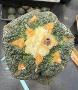 Rare Plant Ariocarpus Fis Hybird 'Godzilla' WYSIWYG G rafted - Picture 1 of 3