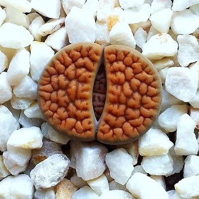 Lithops hookeri vermiculate form c336 rare living stones exotic mesembs 50 SEEDS - Image 1 of 2
