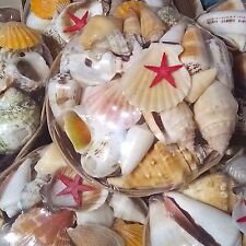Shells Seashells, Beach Shells, Individual Wedding  Sea Shells - Choice > 20