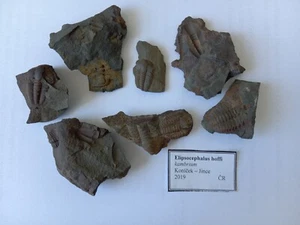 Trilobiten Konvolut República Checa - Cámbrico / Trilobites del Cámbrico checo KON3 - Imagen 1 de 8