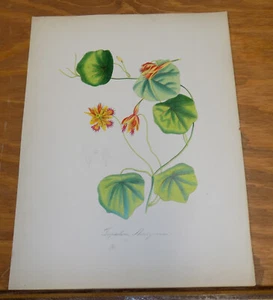 1852 STAMPA A COLORI/PIANTE ORNAMENTALI/NASTURZIO, o, TROPOEOLUM HORIZANUM - Foto 1 di 1