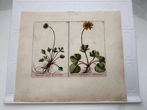 Orig 19. Jh. Carolus Clusius Hahnenfuß handkoloriert botanischer Teller - Bild 1 von 4