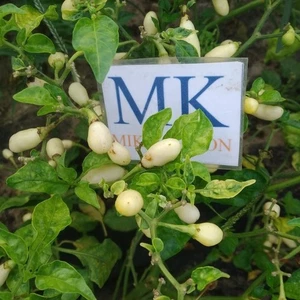 Habanero Peruvian White,10 semillas,seeds,Capsicum chinense (143) - Picture 1 of 1