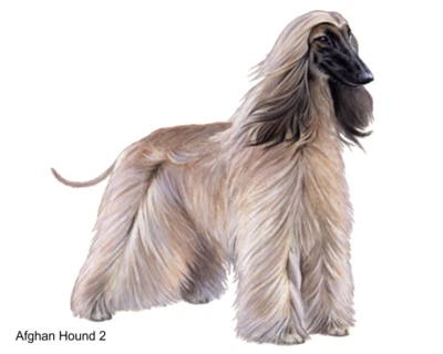 LARGE-SIZED CAR DECALS - AFGHAN HOUND - 2 CHOICES - Image 1 of 3